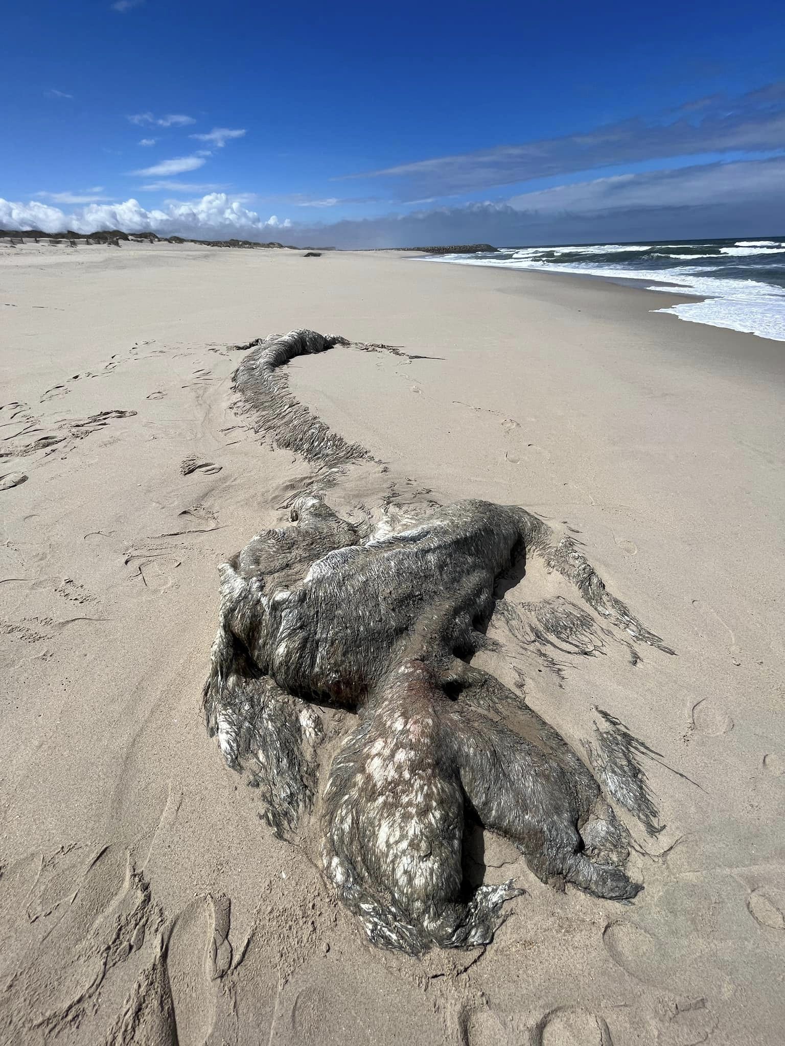 Baleia em decomposição deu à costa na praia da Barra