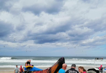 Torreira: embarcação de pesca de Arte Xávega vira ao largo da praia de Muranzel