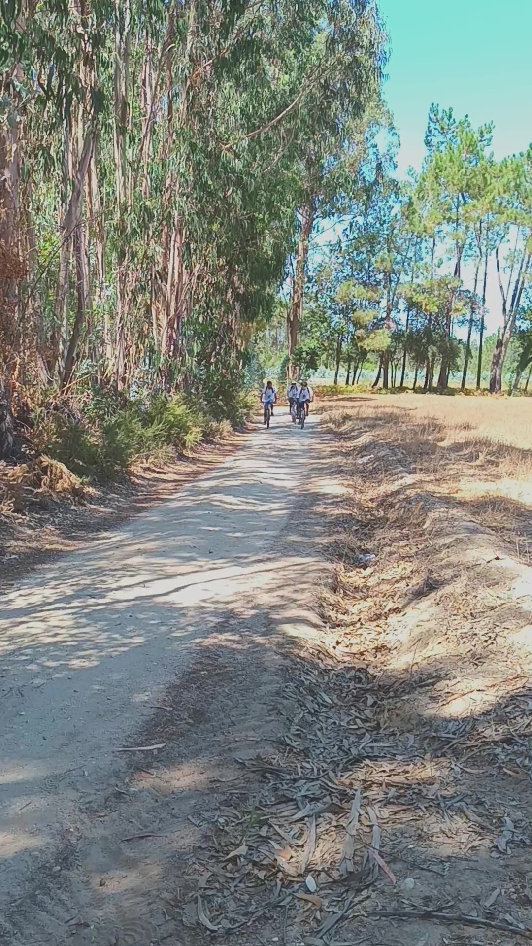 Programa ‘Voluntariado Jovem para a Natureza e Florestas’ com inscrições abertas