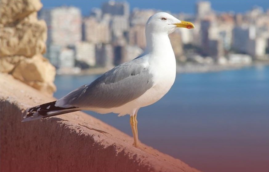 Gripe das aves detetada na Gafanha da Encarnação e na Gafanha da Nazaré