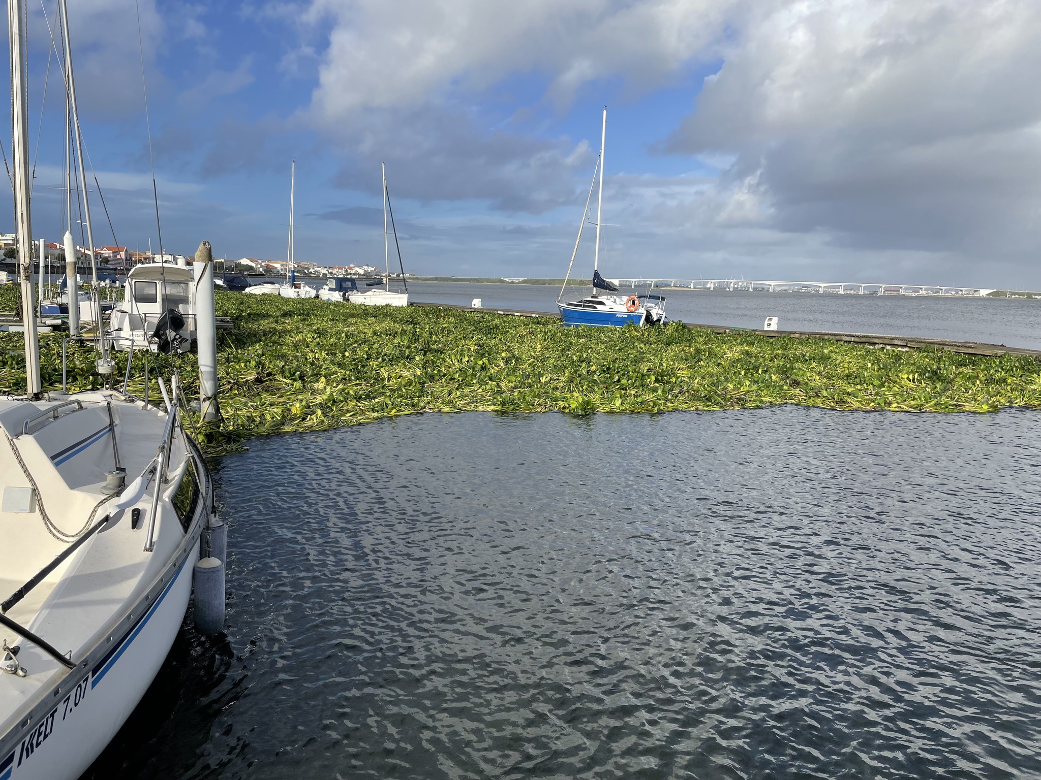 Jacintos-de-água invadem Ria e dificultam a navegação no Clube de Vela Costa Nova