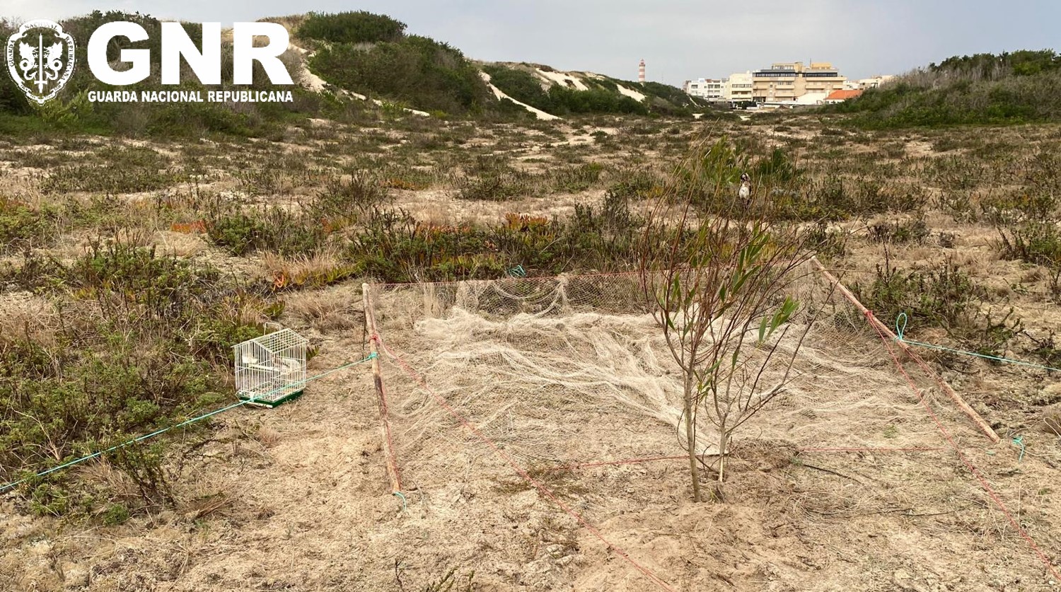 Detido em flagrante por captura de aves ilegal na Gafanha da Encarnação