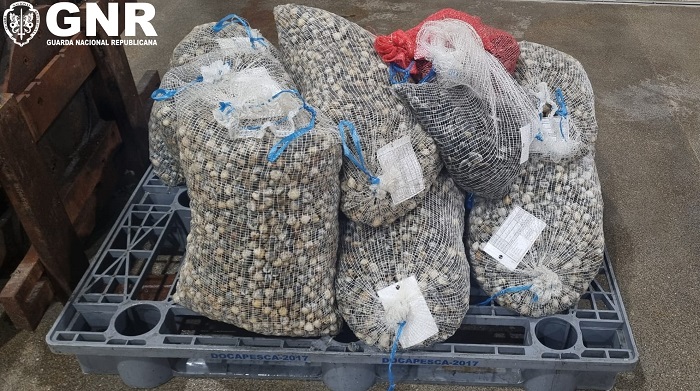 Gafanha da Nazaré: GNR apreendeu 995 quilos de pescado diverso