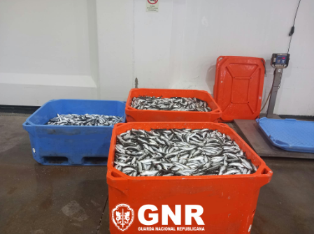 Cerca de 877 quilos de sardinha apreendidos no Porto de Pesca Costeira da Gafanha da Nazaré